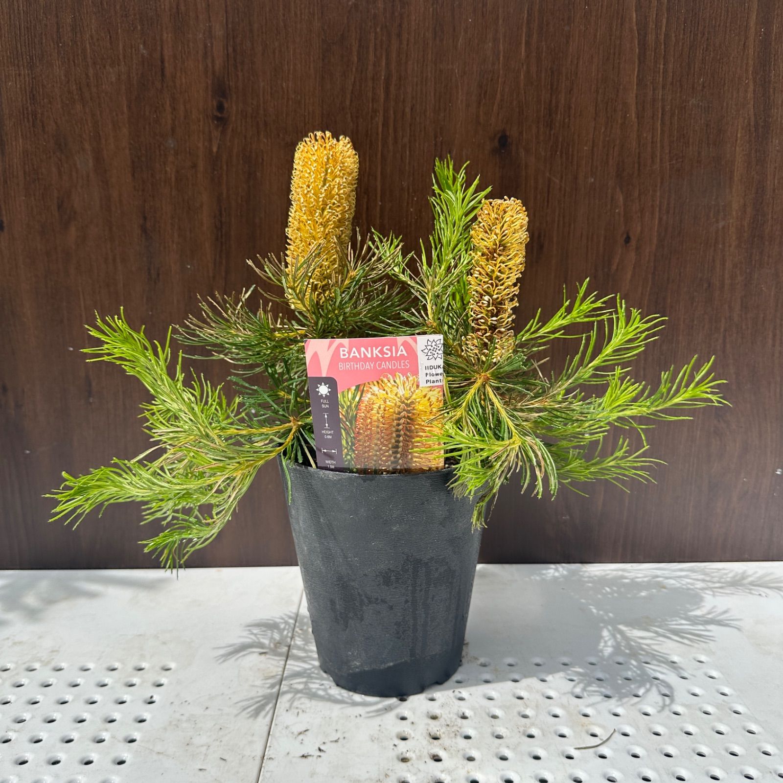 現品発送 ④ バンクシア バースデーキャンドル 5号 花芽付き オージープランツ ④