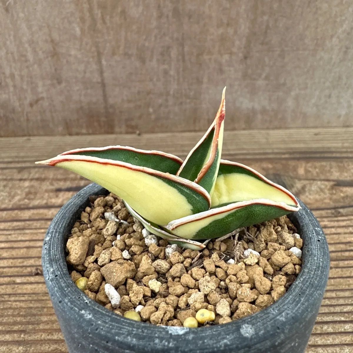 サンセベリア ロリダ 斑入り Sansevieria rorida variegated キング