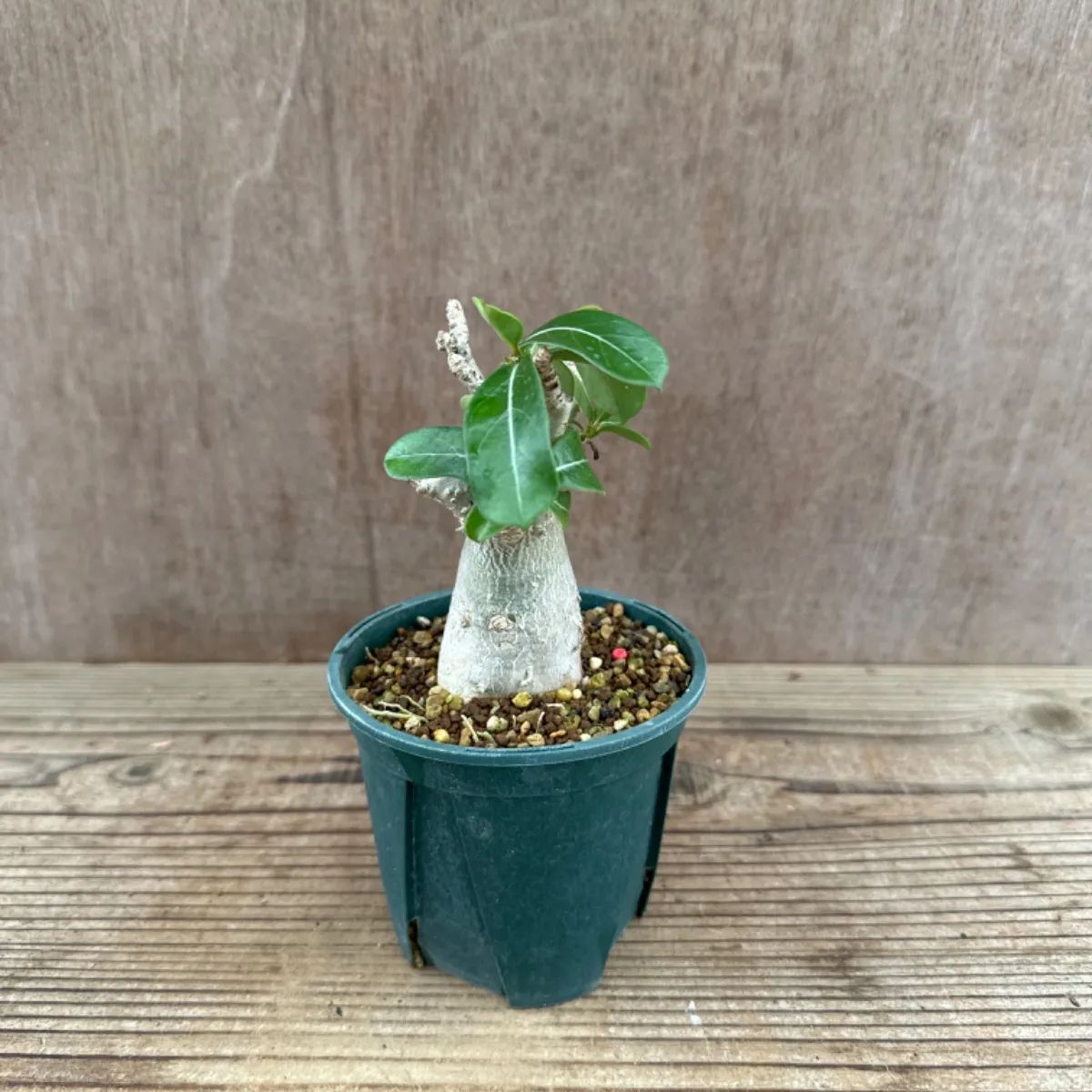 アデニウム オベスム① Adenium obesum アデニュウム アデニューム 砂漠のバラ 現品 観葉植物 観葉 植物 珍奇植物 珍奇 珍しい レア  希少 塊根植物 塊根 コーデックス インテリア プレゼント おしゃれ かわいい ミニ 小さい グリーン