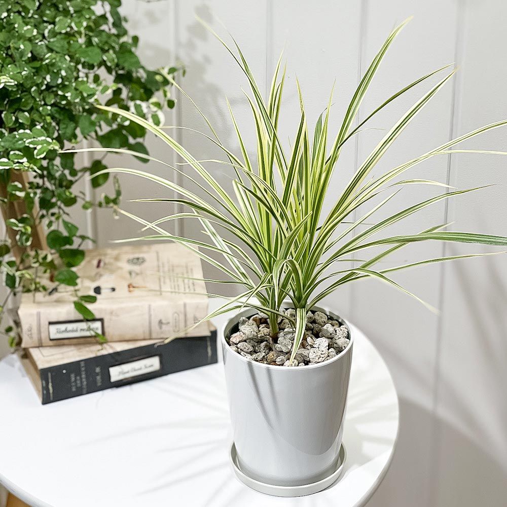 PLANCHU 観葉植物 ドラセナ マルギナータ ホワイトボリー 4号鉢