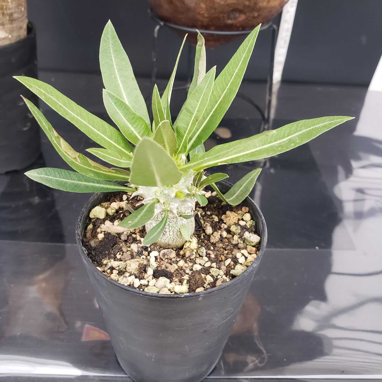 T422【自社養生株】モンソニア ムルチフィダ（現地球・発根株・鉢植え