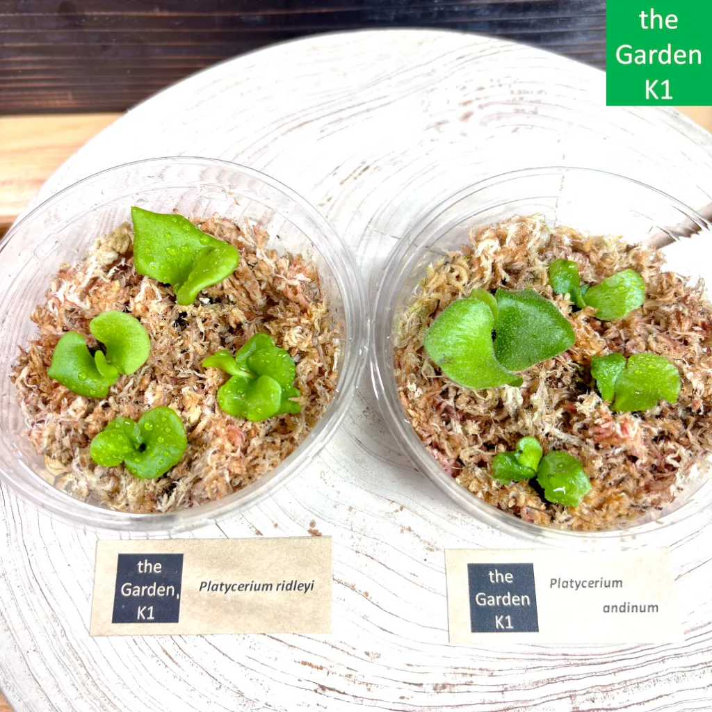 アンディナム　親株　バンダカ購入株　Platycerium andinum アンディナム 親株 バンダカ購入株 Platycerium andinum Platycerium