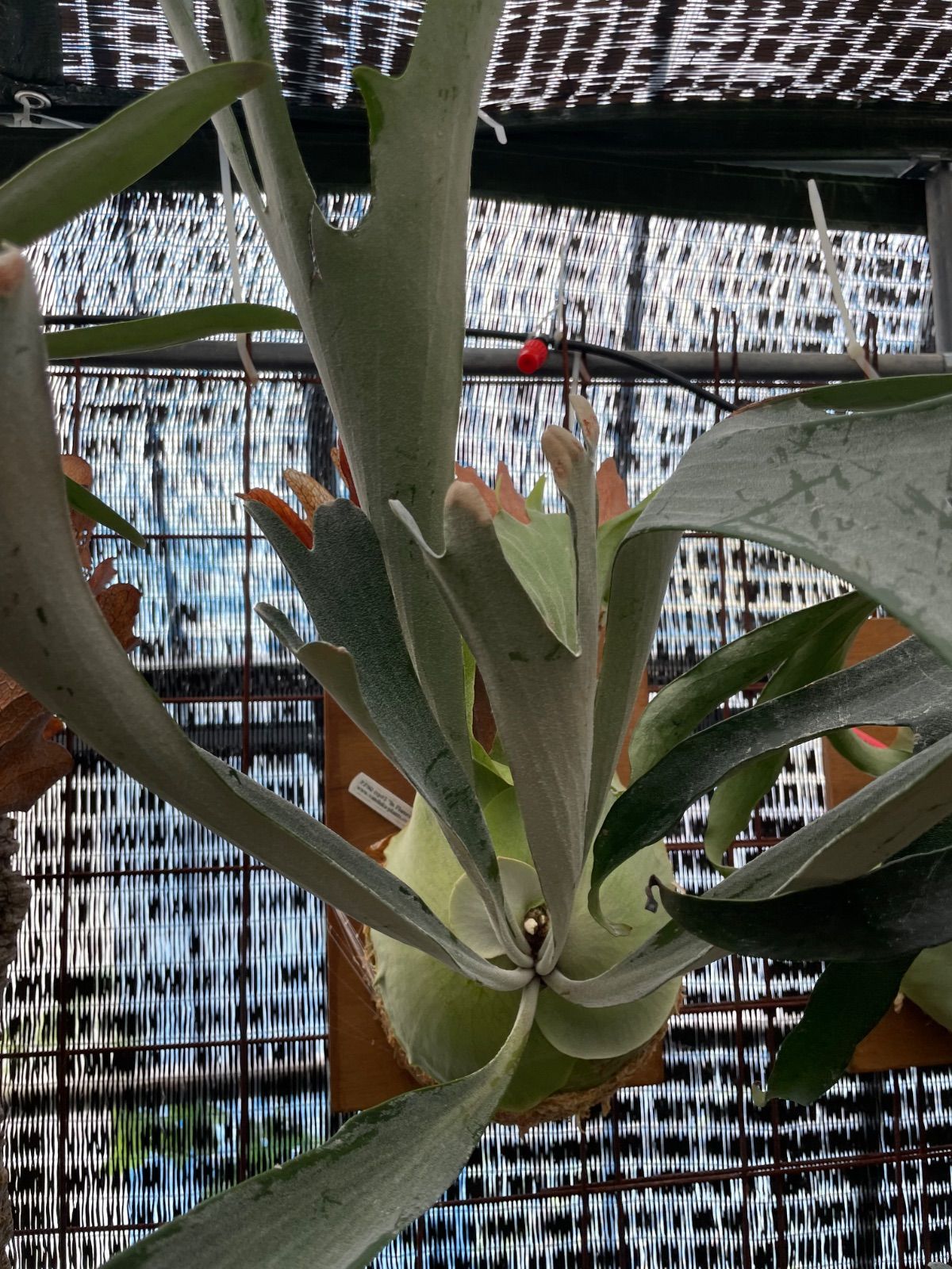 ビカクシダ FSQ インフレイムス P.FSQ vp 5 In Flames YUZUMIYA_COM