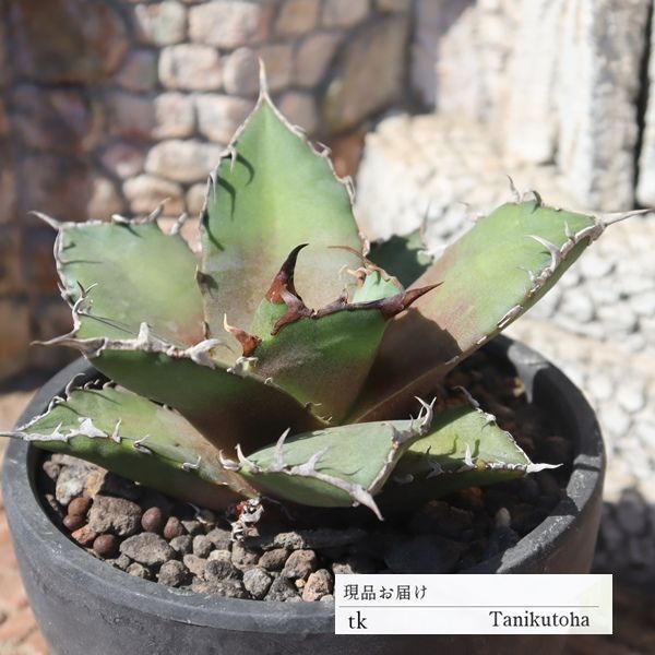 アガベ チタノタ シーザー 子株 アガベ チタノタ シーザー lize 親株