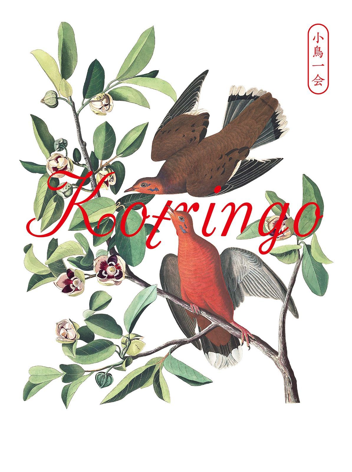 小鳥一会 小鳥観察 kotringo Best 発売記念ライブ DVD
