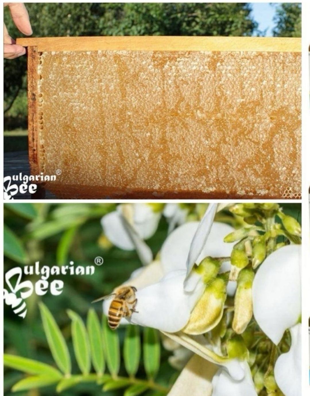 350g巣蜜リンデン蜂の巣生オーガニックコム、生生オーガニック