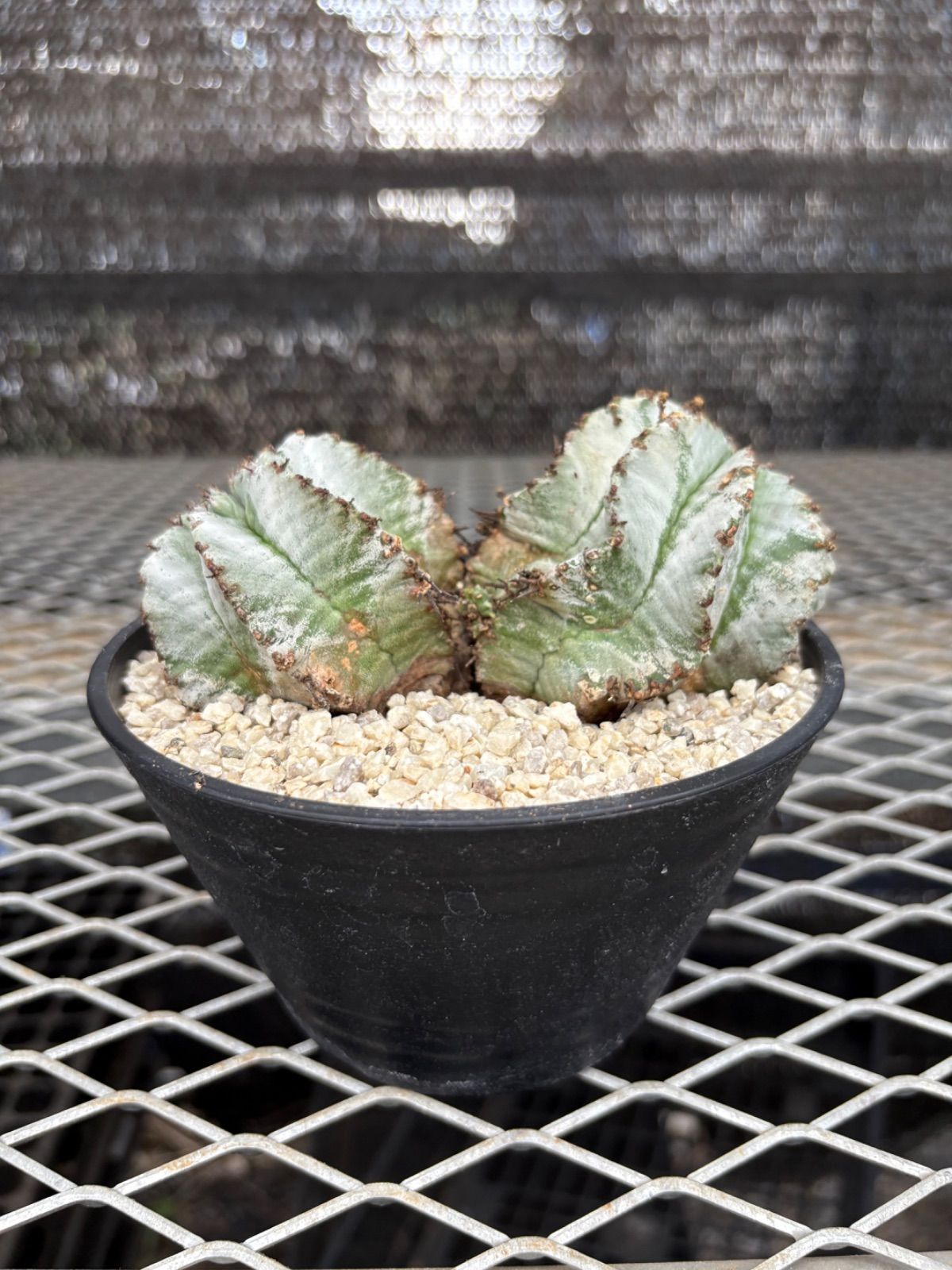 ユーフォルビア ホリダ 大② 大特価】ホワイトゼブラ 白衣