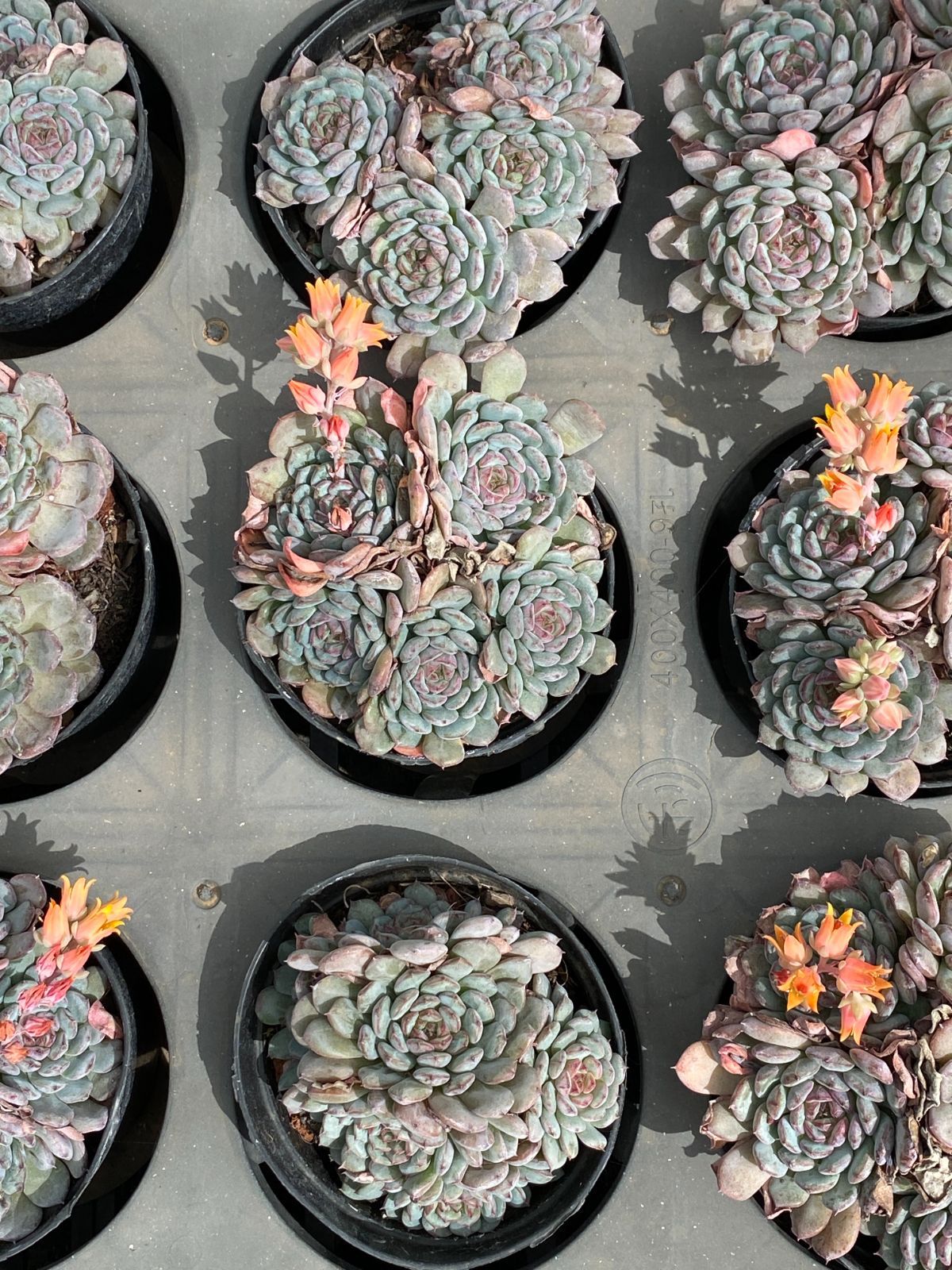 36株の抜き苗セット