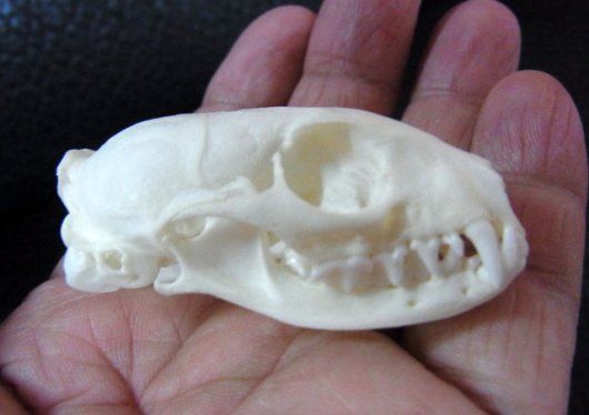 高品質！アンゴラホソマングース 頭骨 | bistrotlouis.co.za