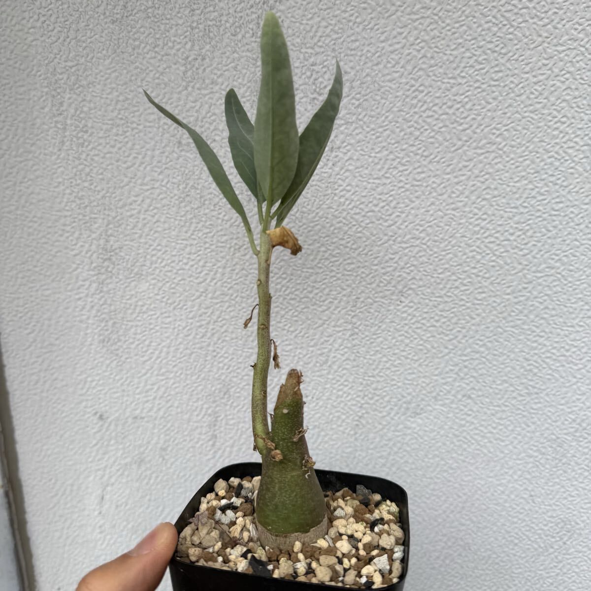 ウ*6様 K2 実生 Adenia pechuelii アデニア ペチュエリー 02 Adenia