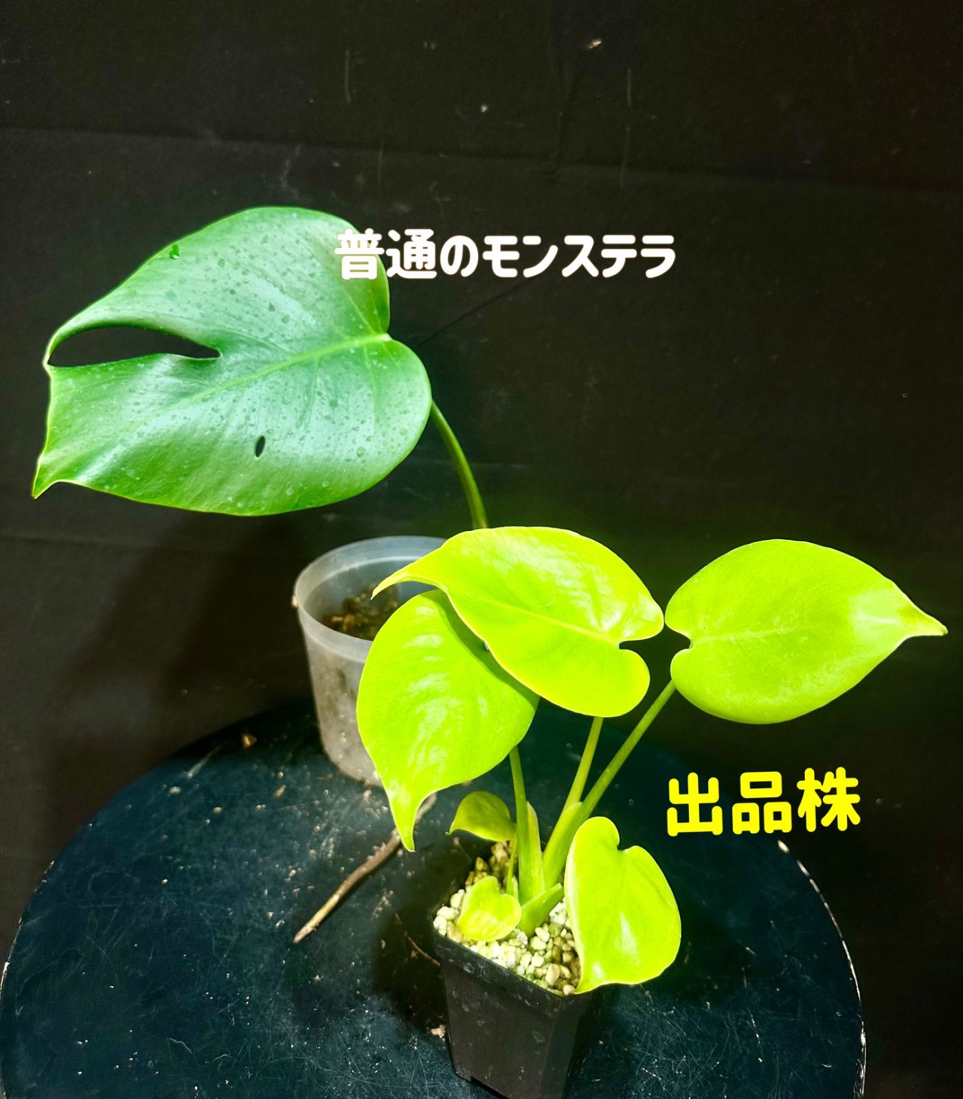 モンステラ デリシオーサ 'Gold Monster' 新種 黄金葉 中小株