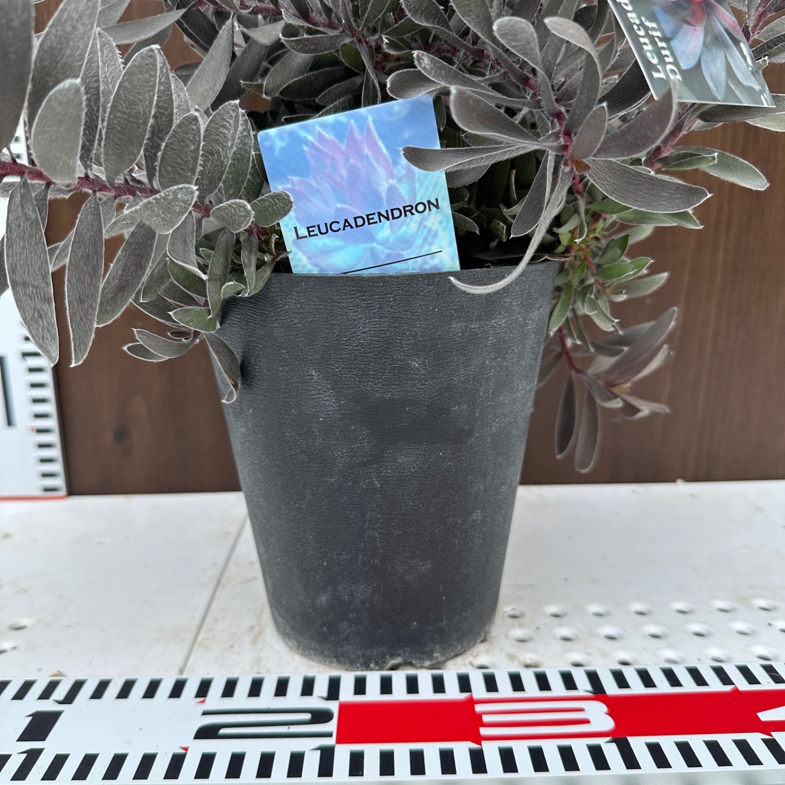 オージープランツ ⑤