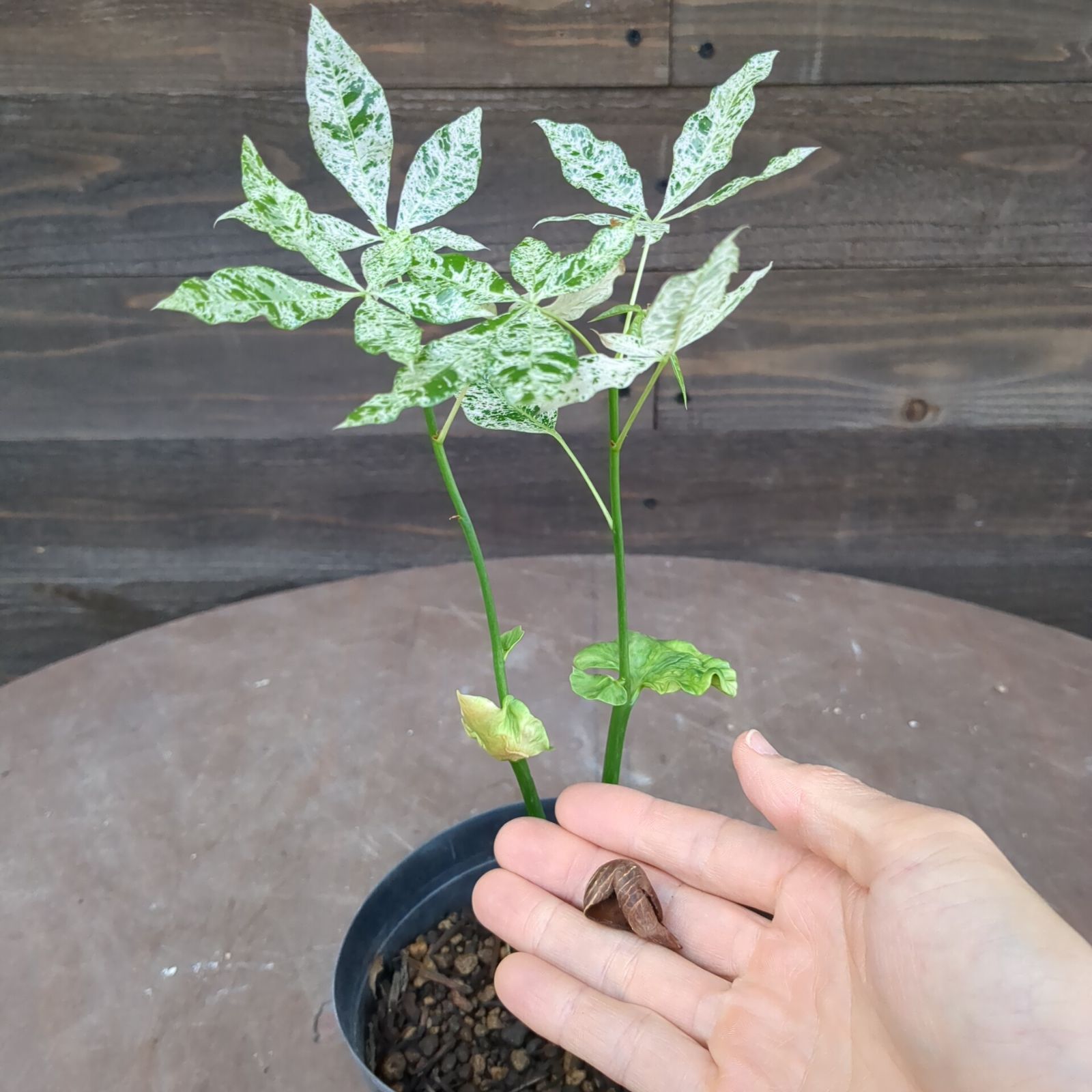 【B】パキラ ミルキーウェイ 斑入り】potのまま配送 B】パキラ ミルキーウェイ 斑入り】potのまま配送