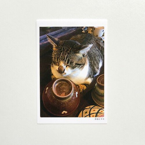 まとめ スコープ カード ポストカード ねこ 看板むすめ 04274 ×60セット