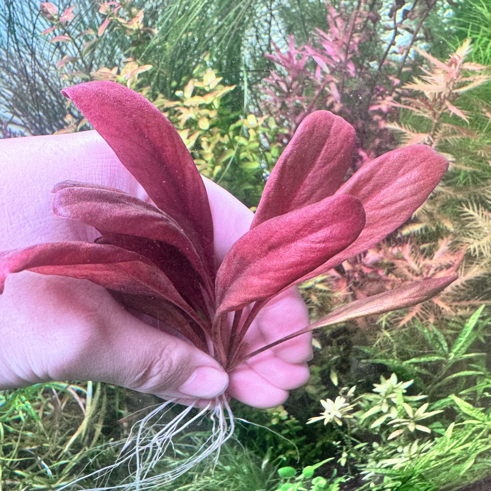 ウォーターローズレッド（水中葉）1株 - メルカリ