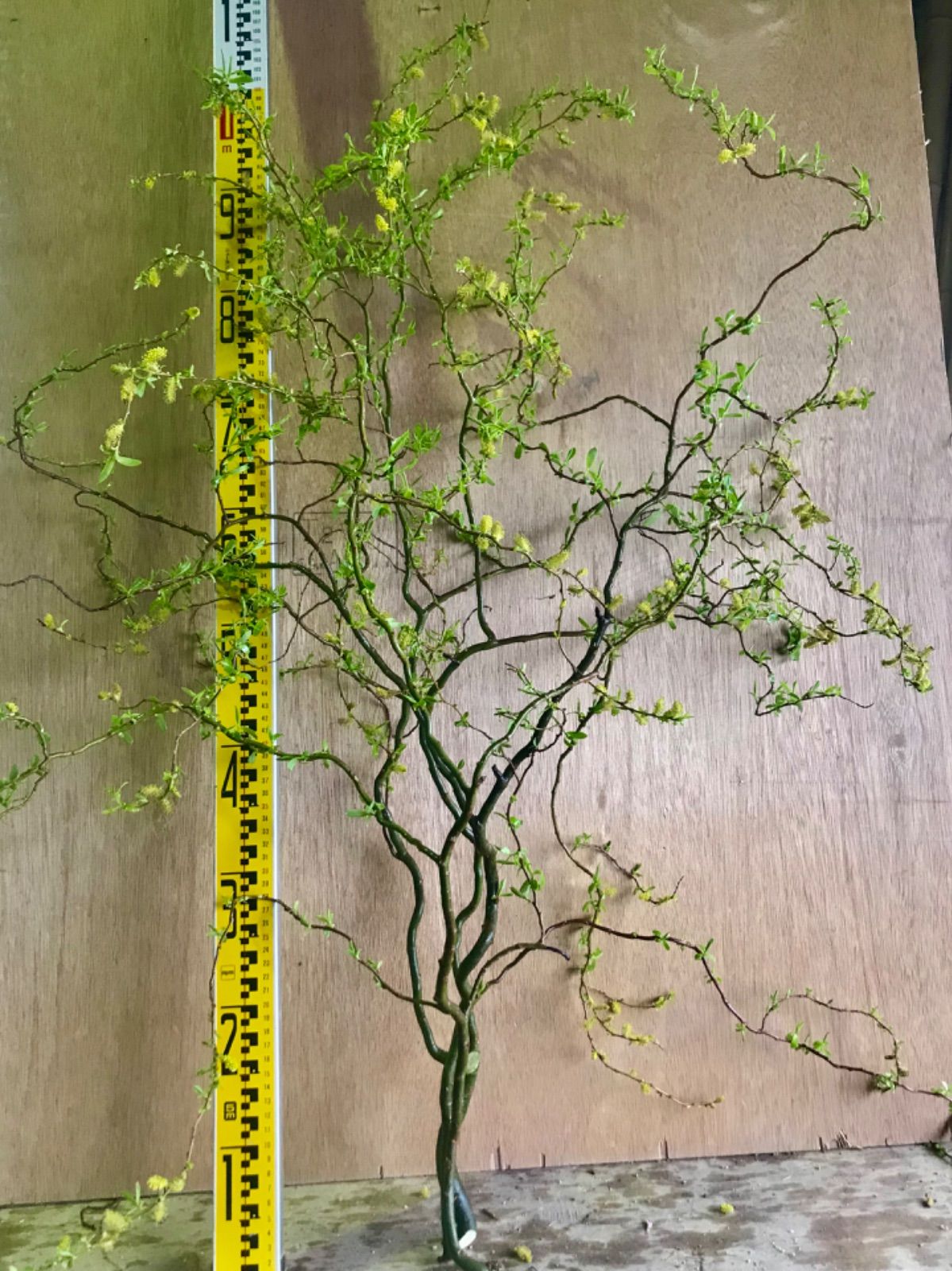 雲竜柳ウンリュウヤナギ大きめカット