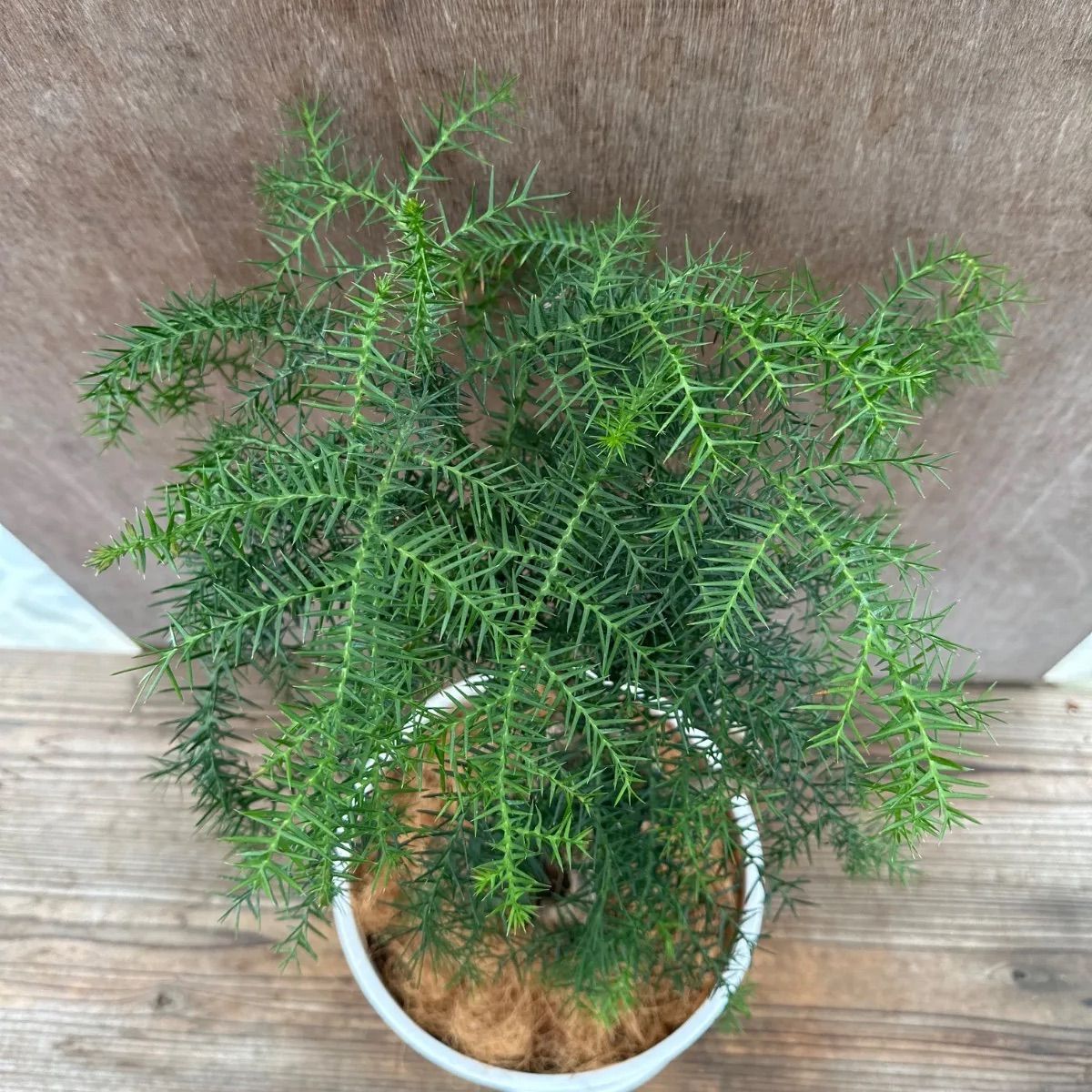 アロカリア① 8号 観葉植物 観葉 植物 黄金昇り竜 シマナンヨウスギ