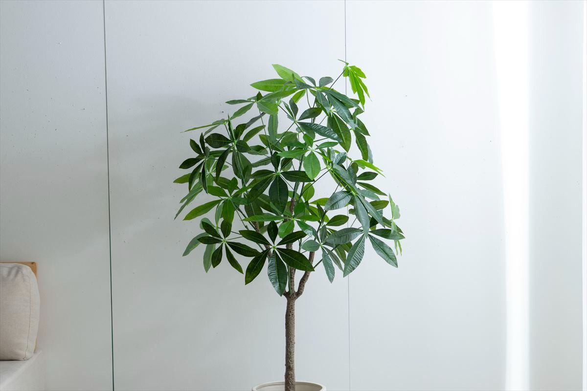 高さ150cm】Nature 光触媒人工観葉植物 パキラ 人気 光触媒人工観葉