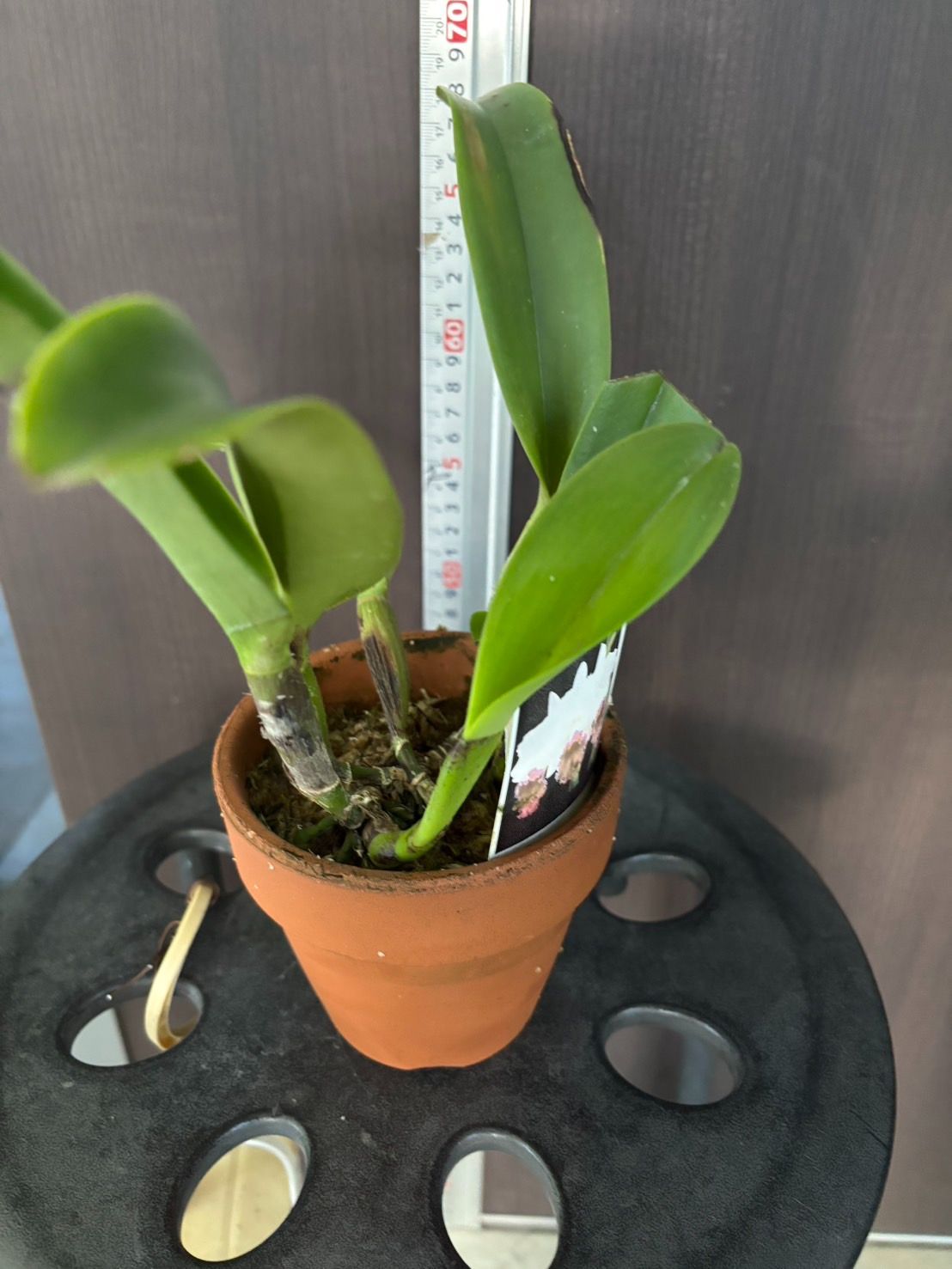 5号×5 リューカデンドロン　苗　苗木　ネイティブプランツ　オージープランツ 5号×5 リューカデンドロン 苗 苗木 ネイティブプランツ オージー