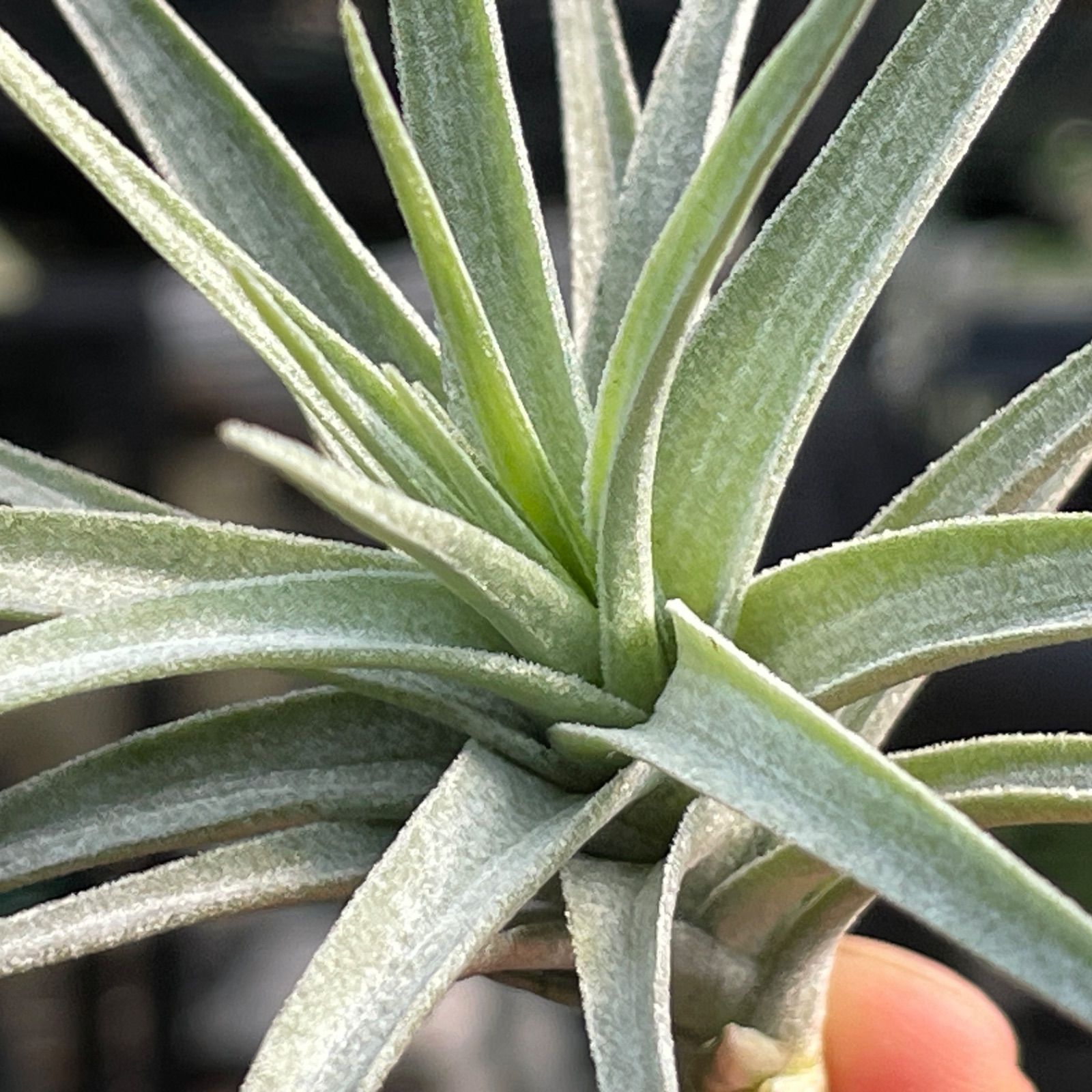 チランジア アエラントス アルバ Tillandsia aeranthos var. alba
