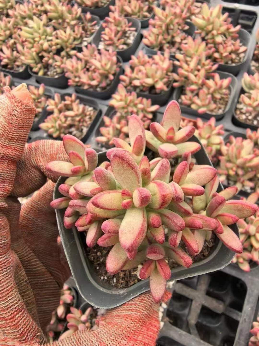 70株の抜き苗セット ルドリップ 多肉植物 佐川急便発送 エケベリア 韓国苗 LL2420