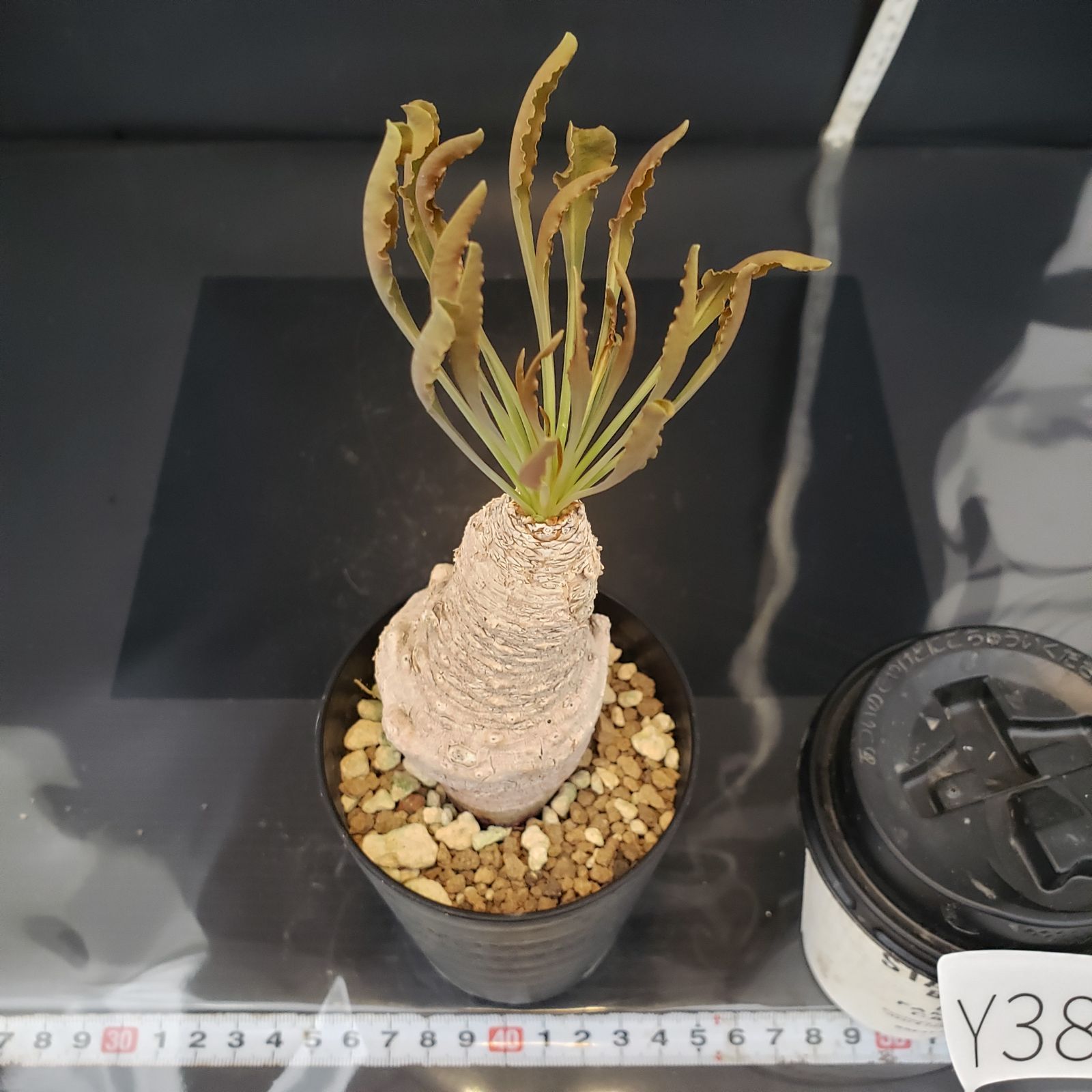 M*ト様 22 ユーフォルビア クラビゲラ 現地球 新鮮超特大株 ベアルート