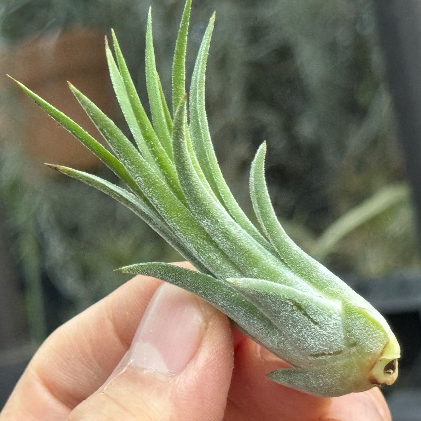 チランジア イオナンタ トールベルベット Tillandsia ionantha 'Tall