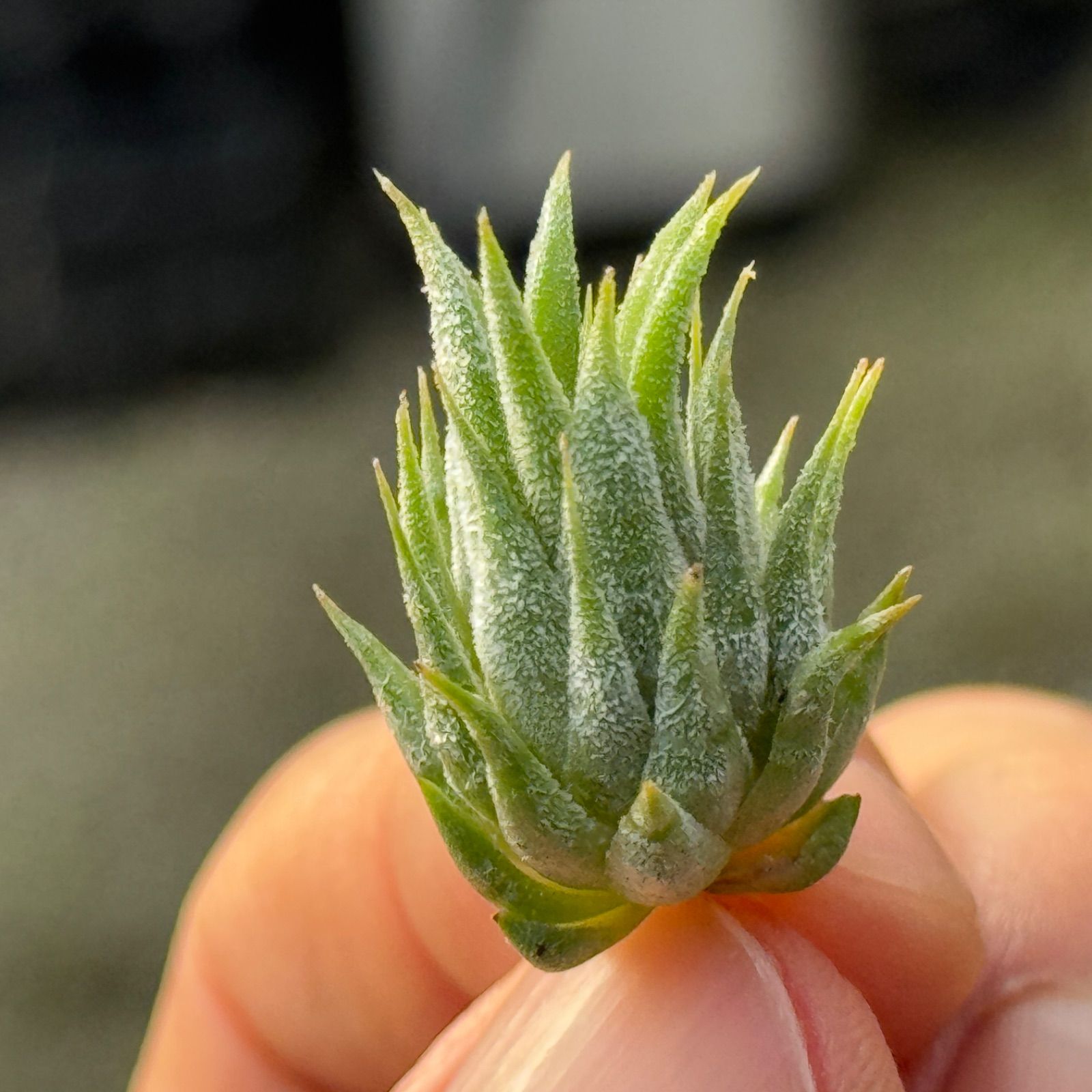 チランジア イオナンタ ピーナッツ Tillandsia ionantha Peanut＊エア
