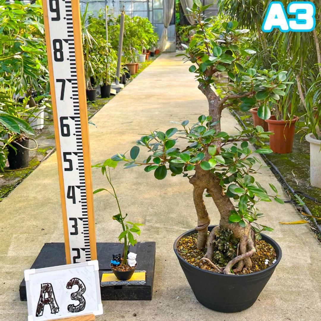 極太パンダガジュマルA3・約88センチ・幹太・葉数多め・盆栽仕立て