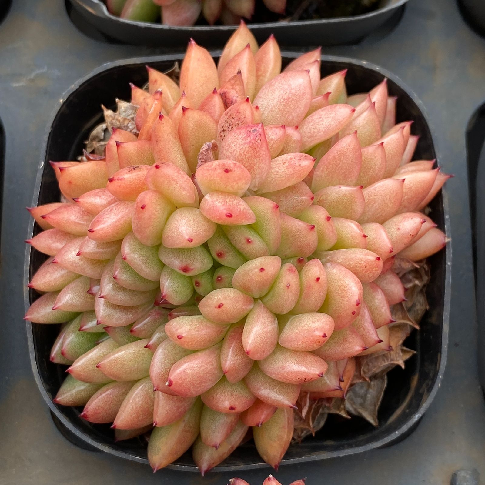 LB1336×50 コクオウ 抜き苗 多肉植物 アエオニウム エケベリア 韓国苗