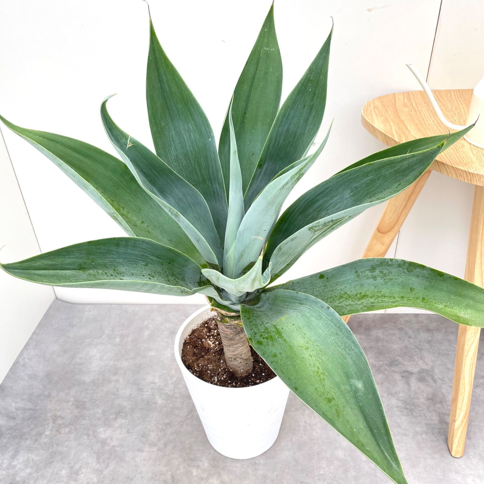 現品】アガベ・アテナータ ボーチンブルー 10号 R5番 アガベ