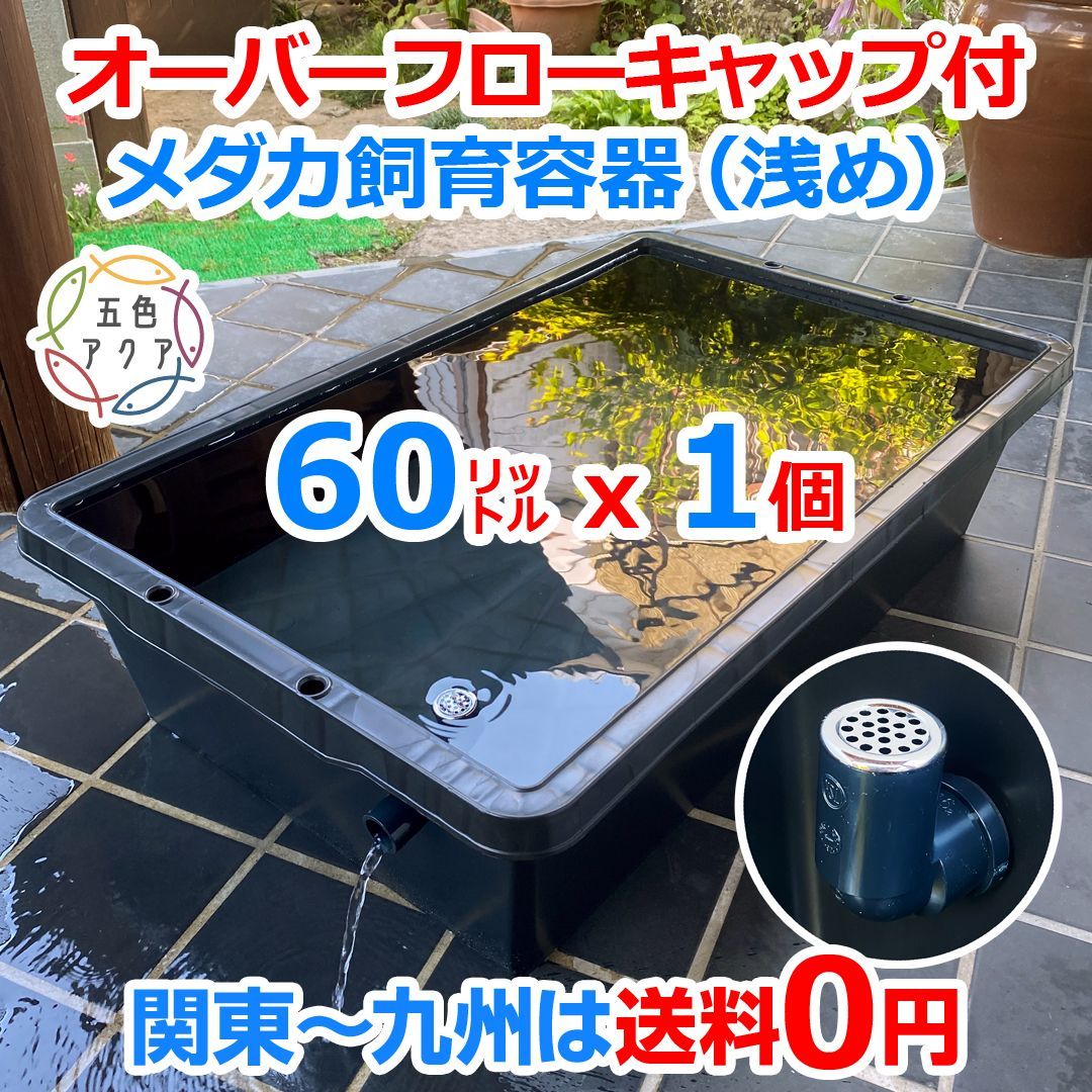 新タイプ】メダカ飼育ケース 60㍑黒x1個 オーバーフローキャップ