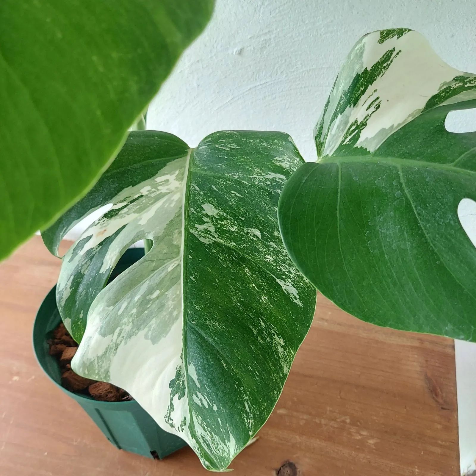 斑入りモンステラ ホワイトタイガー モスポール 鉢付き 観葉植物 斑入りモンステラ ホワイトタイガー モスポール 鉢付き 観葉植物