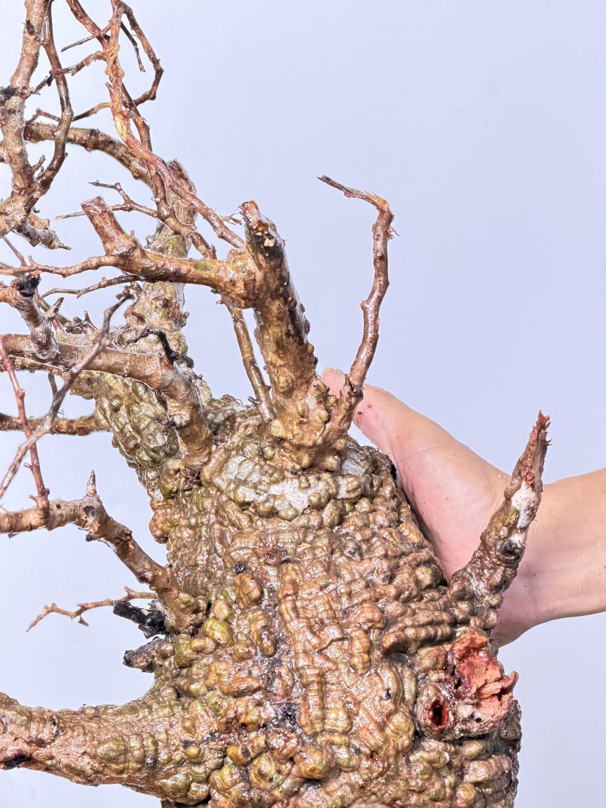 オペルクリカリア パキプス ベアルート 見切り株 オペルクリカリアパキ