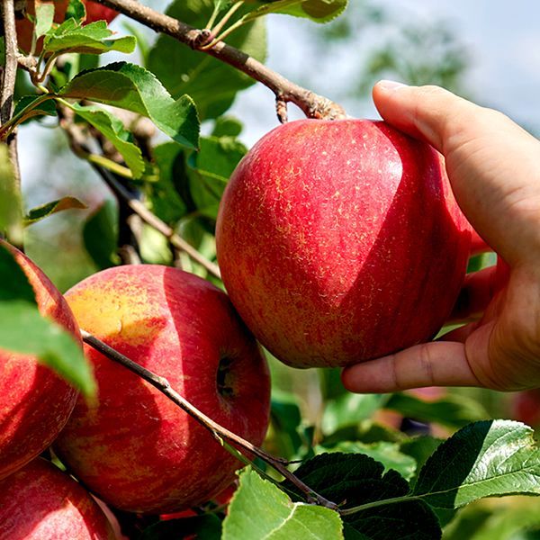 出荷間近】山形県産 ご家庭用 りんご 紅玉 10kg (訳あり/40玉〜60玉