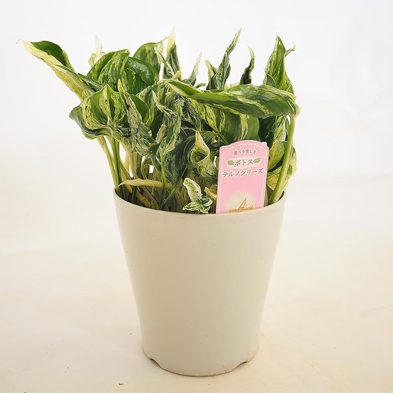 ＩＴＡＮＳＥ ポトス テルノラブソング 5号 1個売り 観葉植物 学名 Epipremnum aureum Terno Love Song サトイモ科 エプピレムヌム属 非耐寒性常緑つる性多年草 原産地 ソロモン諸島 白い斑入りの葉 裏面に突起がある