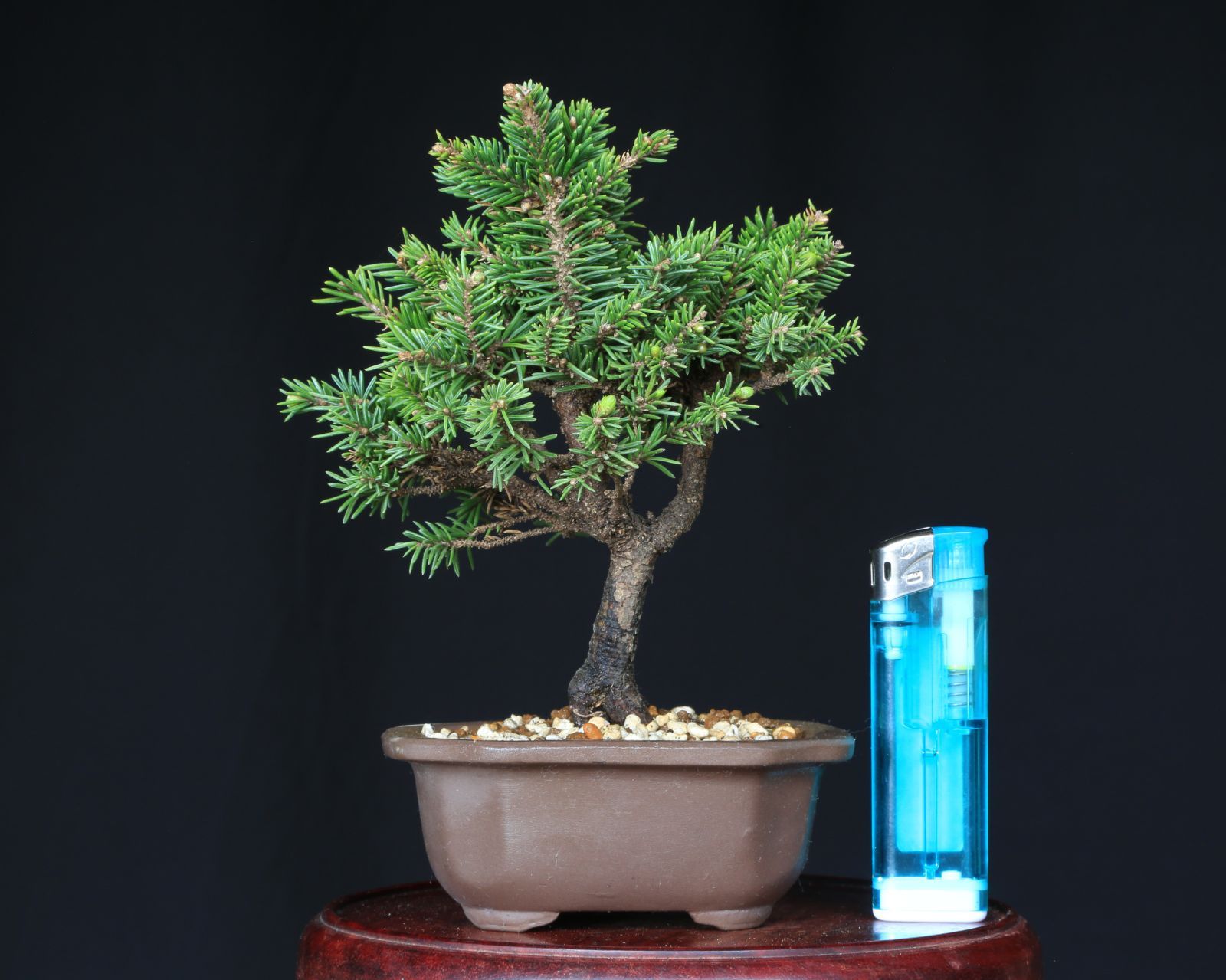 お得 陶器植木鉢4点セット】 多肉植物・小品盆栽用に 和風