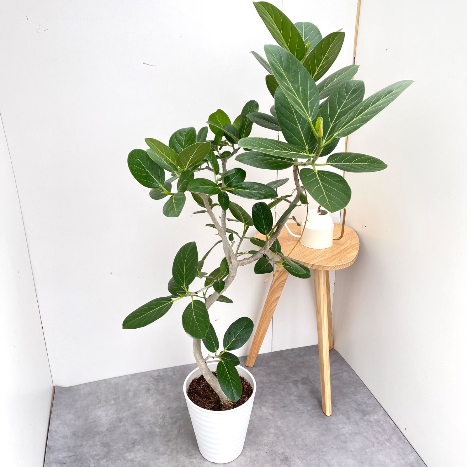 フィカス ベンガレンシス 曲がり 1 現品 観葉植物 大型 室内