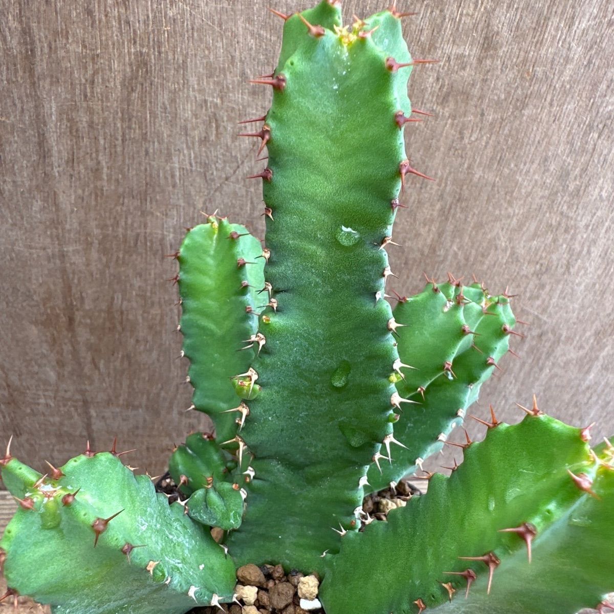 ユーフォルビア5種セット Euphorbia 現品 観葉植物 観葉 植物 珍奇