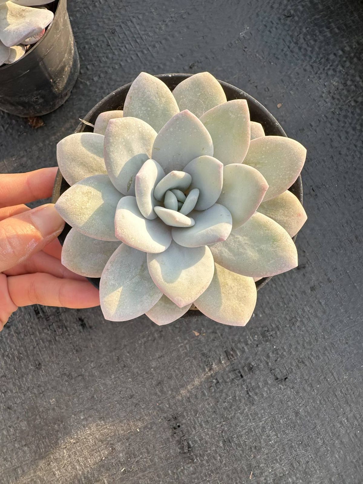 多肉植物 韓国苗 くりりん様 抜き苗 雪蓮プリンセス CQ1904×18株 ふっくら 多肉植物