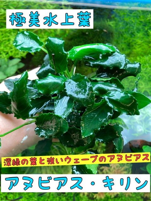 極美水上葉 アヌビアス キリン 1株 水草 - メルカリ