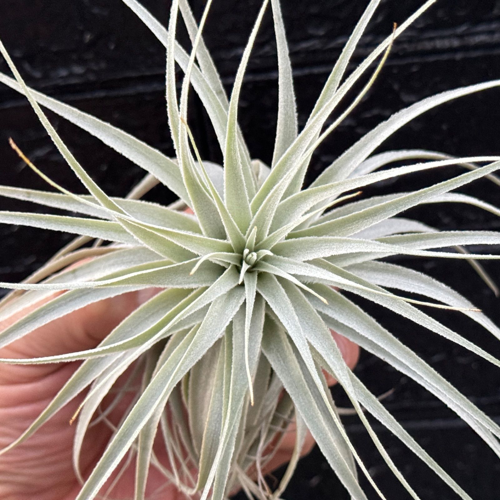 極上＊高品質＊ チランジア チャペウエンシス チュリフォルミス Tillandsia chapeuensis var.  turriformis＊エアプランツ＠フラワーショップ江口 - メルカリ