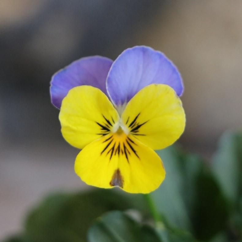 パンジー レッドブロッチ 3.5号ポット苗 寄せ植え 鉢植え 花壇 お洒落 おしゃれ 可愛い かわいい 可憐