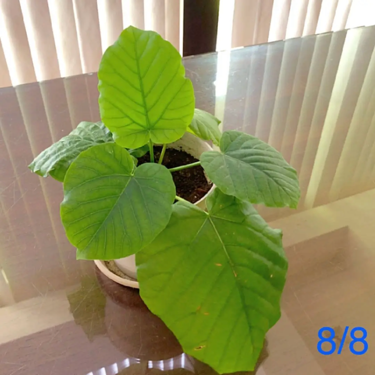 メルカリshops 観葉植物 ウンベラータ 新芽有り 型 抜き苗