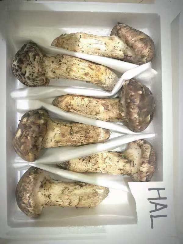 期間限定特価!鮮度抜群大好評松茸 中つぼみHA L 約1kg 箱中国 期間限定特価!鮮度抜群大好評松茸 中つぼみHA L 約1kg 箱中国
