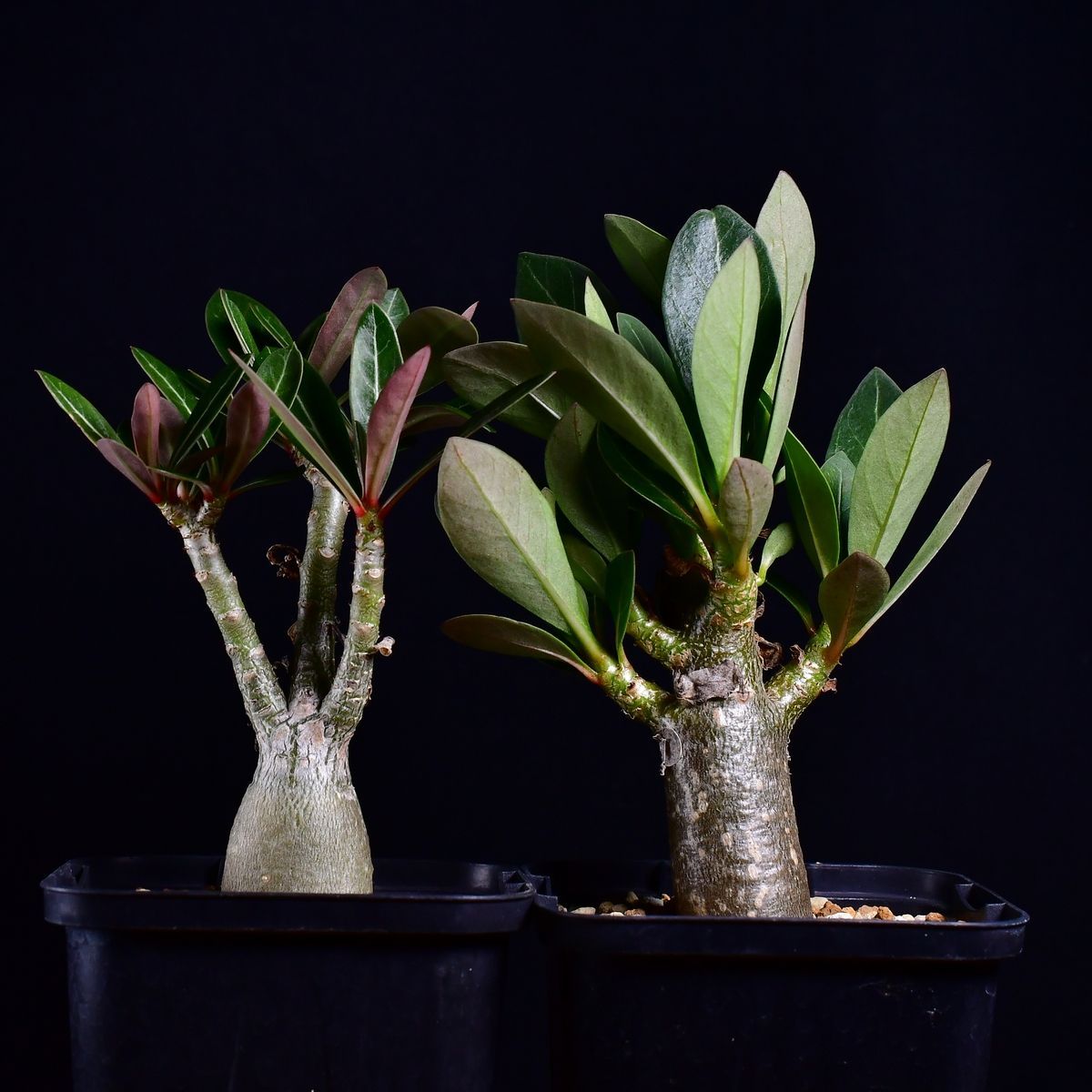 アデニウムソコトラナム 純血 実生 2株セット Yahoo!オークション -「アデニウムソコトラナム」(観葉植物) の落札