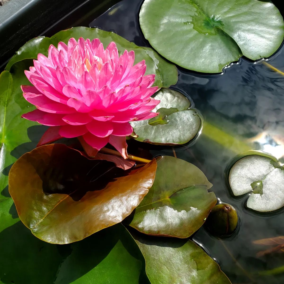 ❊耐寒性睡蓮❊温帯睡蓮❊【マニカム】②❊茎約8cm - メルカリ
