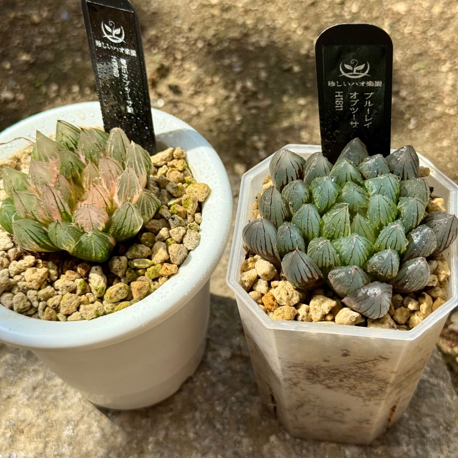 多肉植物 ハオルチア 竜爪オブツーサ錦 糊斑 巨大化