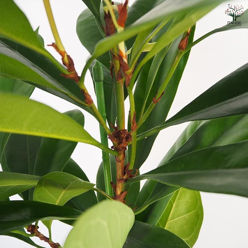 育てやすい観葉植物