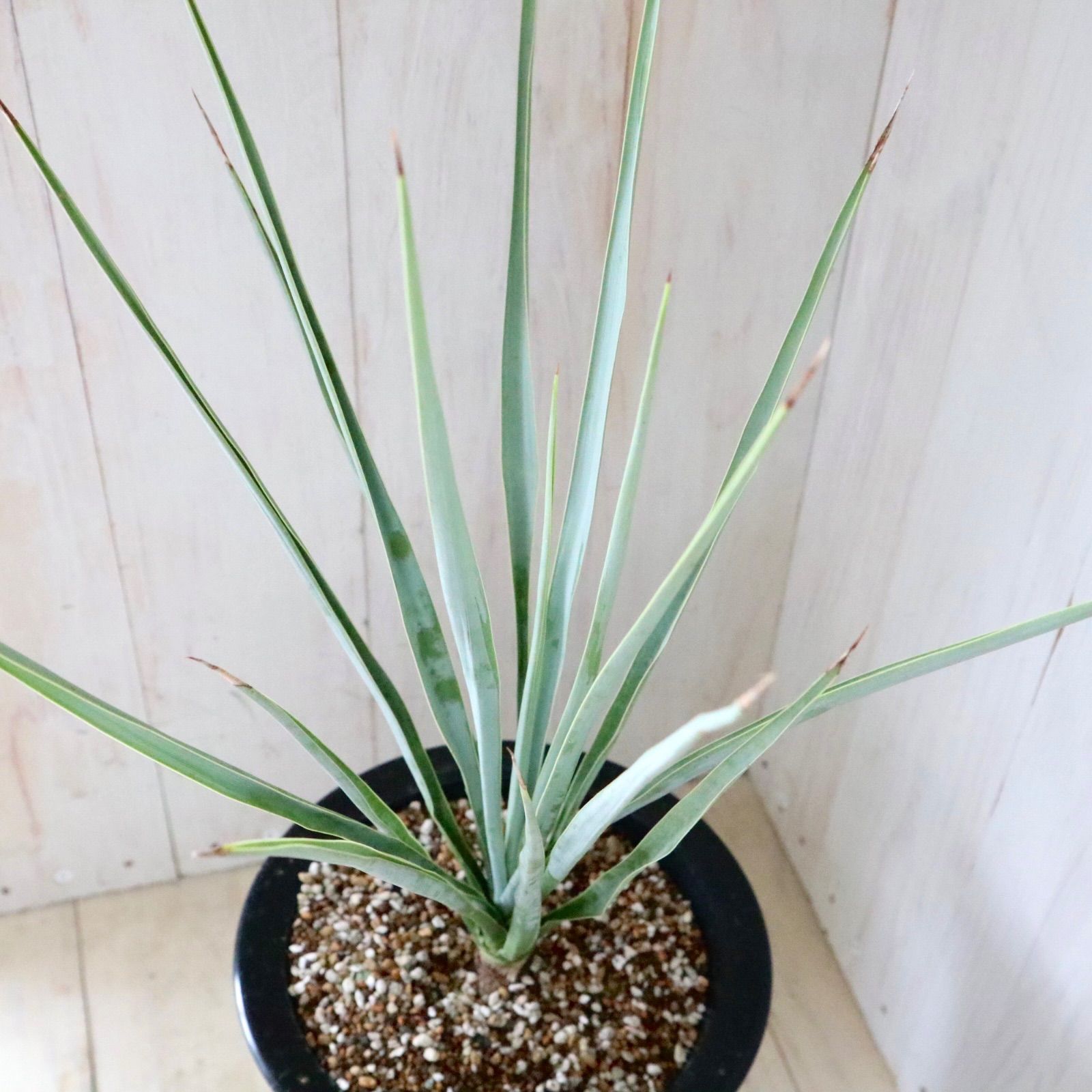 ユッカ♡ロストラータ♡ブルーベルベット♡ロックガーデン♡ - メルカリ